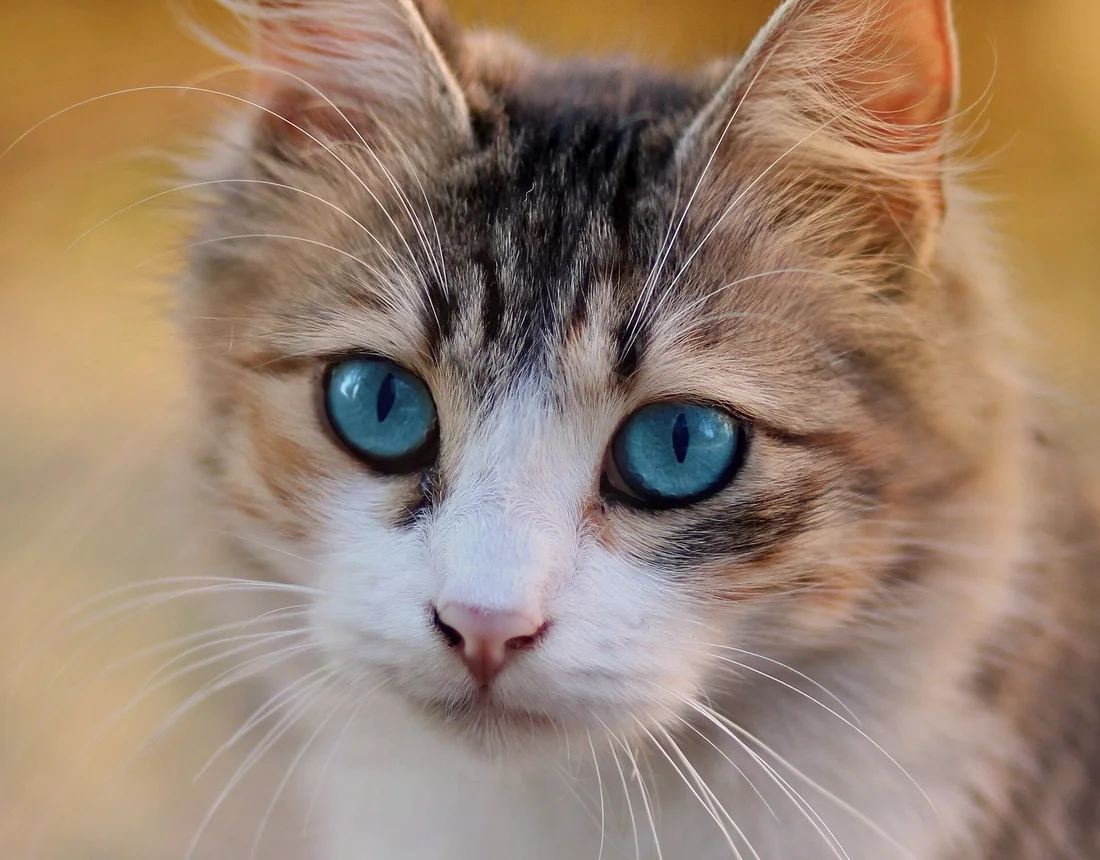 Cat creator