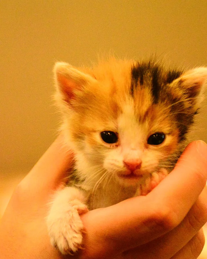 Kitten in a hand